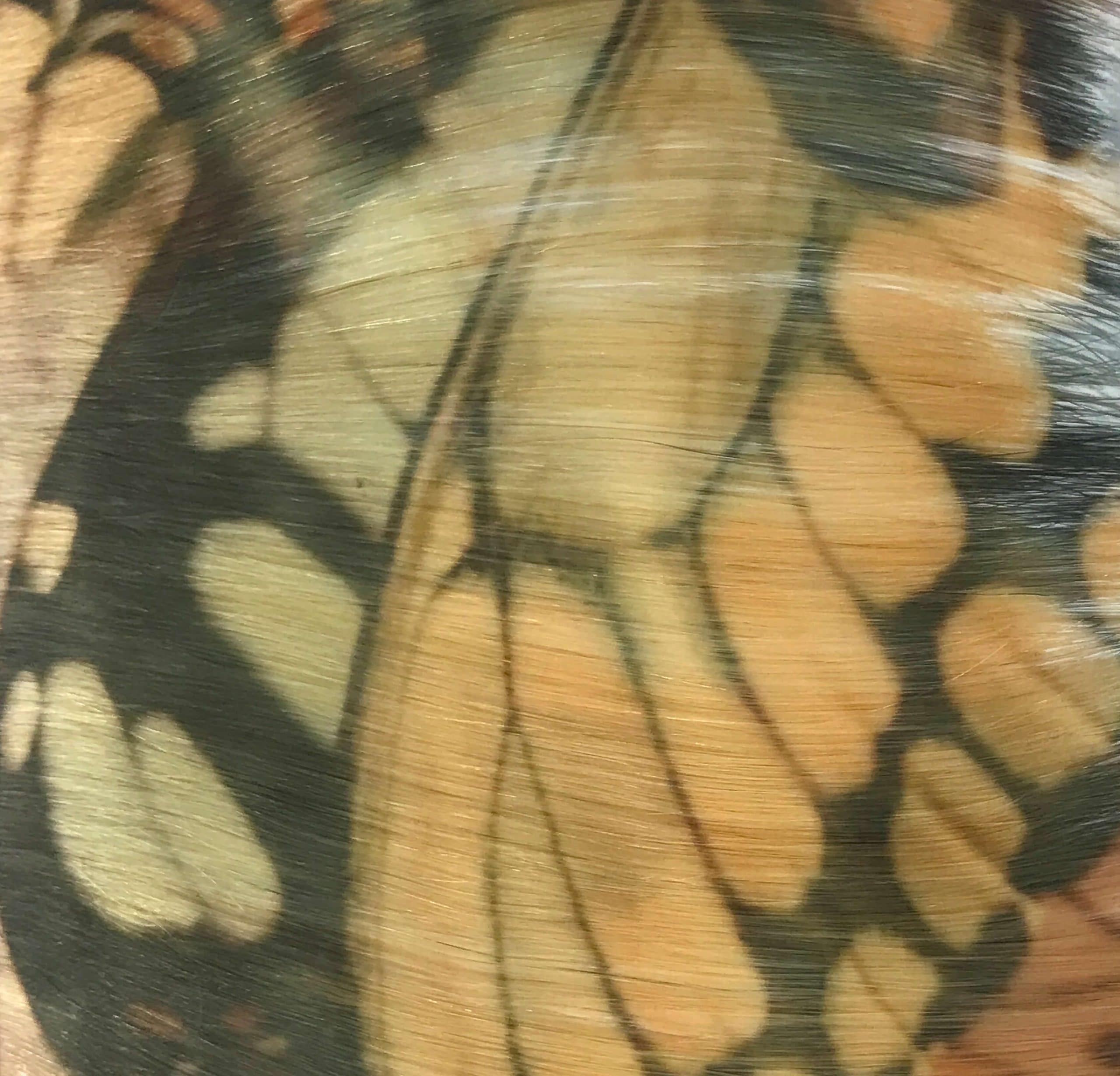 Butterflies serrell Enhanced scaled